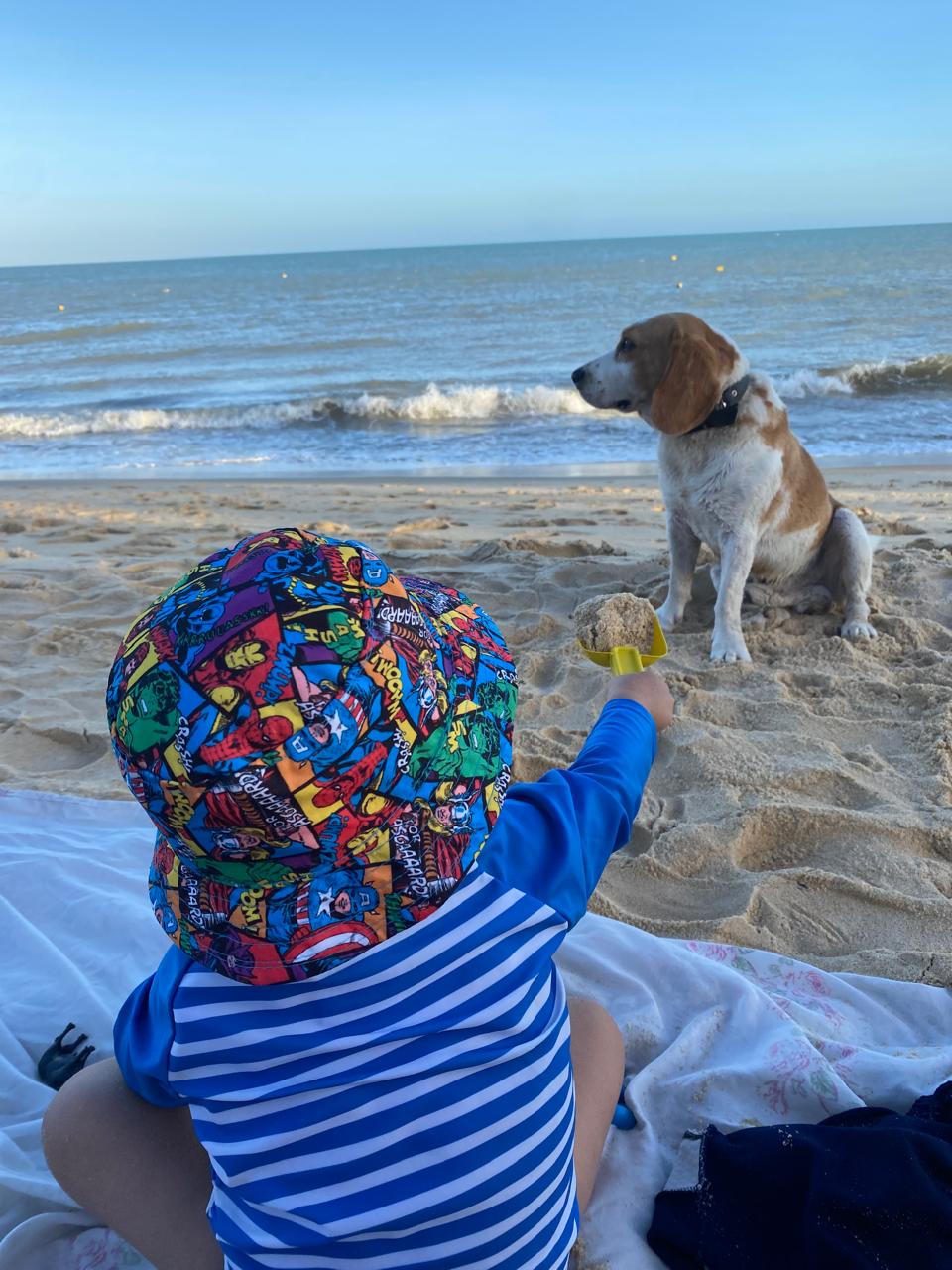 Voluntários cuidando de cães